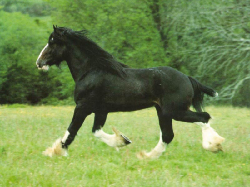 Black Horse